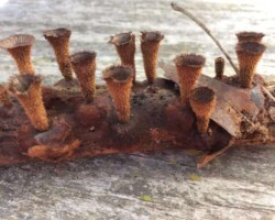 Honorable Mention 1 A close-up of Nidulariaceae species, commonly known as bird’s nest fungi, growing on a decaying stick with cup-shaped fruiting bodies arranged in clusters; awarded Honorable Mention 1.