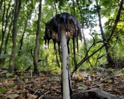 Honorable Mention 2 A dramatic low-angle photo of a Coprinus species (inky cap) mushroom in the forest, with dark, inky gills dripping as it deliquesces, surrounded by dense green trees and forest floor debris; awarded Honorable Mention 2.