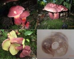 Honorable Mention 3 A collage of Boletus bicolor mushrooms showing various angles, including red and yellow caps and stems in the wild, a sliced cross-section, and a spore print on white paper; submitted by John Lamprecht and awarded Honorable Mention 3.