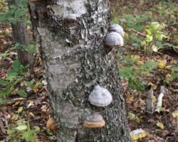 Honorable Mention 4 - (1 of 2) Multiple tinder fungus (Fomes fomentarius) growing vertically along the trunk of a birch tree in a forested area, surrounded by fallen leaves and underbrush