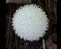 1st Place Pictorial and overall winner Close-up of a bright white Lycoperdon echinatum (Spiny Puffball) with distinctive spiky surface texture, resting on forest floor among pine needles and leaves, 1st Place Pictorial and overall winner.