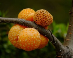 2nd Place Pictorial Cluster of vibrant orange, pitted Cyttaria darwinii (Darwin’s fungus) fruiting bodies growing directly from a tree branch; awarded 2nd Place Pictorial.