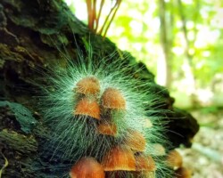 3rd Place Pictorial Cluster of small orange mushrooms covered in delicate white mold hairs growing on a mossy log in a forest, with additional mushrooms blurred in the background; titled 'Shadow Selves' and awarded 3rd Place Pictorial.