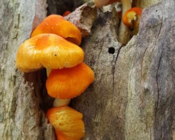 1st Place Scientific/Technical (1 of 4) Cluster of vibrant orange Pluteus aurantiorugosus (flame-shield cap) mushrooms growing on decaying wood, showcasing smooth caps and slender white stems; awarded 1st Place in the Scientific/Technical category.
