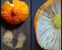 1st Place Scientific/Technical (2 of 4) Cluster of vibrant orange Pluteus aurantiorugosus (flame-shield cap) mushrooms growing on decaying wood, showcasing smooth caps and slender white stems; awarded 1st Place in the Scientific/Technical category.