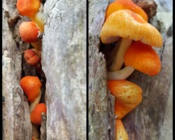 1st Place Scientific/Technical (3 of 4) Cluster of vibrant orange Pluteus aurantiorugosus (flame-shield cap) mushrooms growing on decaying wood, showcasing smooth caps and slender white stems; awarded 1st Place in the Scientific/Technical category.