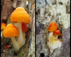 1st Place Scientific/Technical (4 of 4) Cluster of vibrant orange Pluteus aurantiorugosus (flame-shield cap) mushrooms growing on decaying wood, showcasing smooth caps and slender white stems; awarded 1st Place in the Scientific/Technical category.