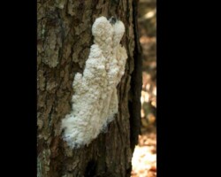 2nd Place Scientific/Technical (1 of 4) Brefeldia maxima (tapioca slime mold) growing on bark, featuring a delicate, white, web-like structure with visible pores and strands; awarded 2nd Place in the Scientific/Technical category.