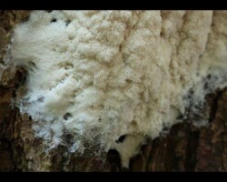 2nd Place Scientific/Technical (2 of 4) Brefeldia maxima (tapioca slime mold) growing on bark, featuring a delicate, white, web-like structure with visible pores and strands; awarded 2nd Place in the Scientific/Technical category.