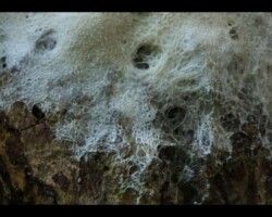 2nd Place Scientific/Technical (3 of 4) Brefeldia maxima (tapioca slime mold) growing on bark, featuring a delicate, white, web-like structure with visible pores and strands; awarded 2nd Place in the Scientific/Technical category.