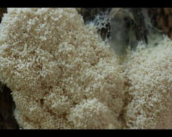 2nd Place Scientific/Technical (4 of 4) Close-up of Brefeldia maxima (tapioca slime mold) showing a dense, white, bead-like surface texture on a dark forest background; awarded 2nd Place in the Scientific/Technical category