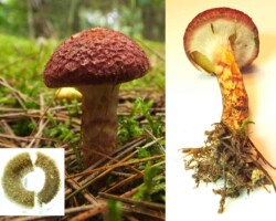 3rd Place Scientific/Technical Three views of Suillus pictus (slippery cap) mushroom: a fresh specimen in mossy pine needles, a full specimen with stem and cap cross-section revealing internal structure, and a spore print showing olive-brown spore coloration; awarded 3rd Place in the Scientific/Technical category.