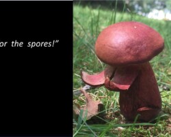 1st Place Activity/Humor/Other and Blewit Award (overall winner) A reddish bolete mushroom growing in the grass with a partially broken stem, humorously captioned “Alms for the spores!” on a black background beside it, evoking a whimsical, beggar-like plea from the fungus.