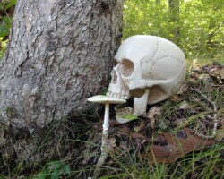 2nd Place Activity/Humor/Other A human skull rests at the base of a tree in a wooded area, with an Amanita mushroom eerily placed between its teeth. The scene serves as a darkly humorous visual warning about mushroom toxicity, referencing the saying, “You can eat any mushroom once.”