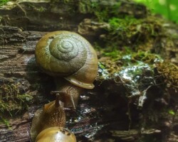 3rd Place Activity/Humor/Other Two snails climb a mossy log in a forest setting, their shells glistening in the soft green light. Above them, a single mushroom stands tall and out of focus, creating a whimsical scene that feels like a romantic moment “beneath the mushrooms.”
