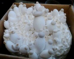 Activity/Humor/Other Honorable Mention A dense cluster of small, white button mushrooms with round caps grow tightly packed inside a cardboard box. The mushrooms resemble miniature figures with rounded heads, humorously evoking the appearance of doughboys gathered in protest.