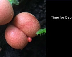 Activity/Humor/Other Honorable Mention Three round, pinkish slime molds with a smooth, bumpy surface grow closely together on a dark, damp forest floor. The right side of the image features the caption: “Time for Depends®?” on a black background.