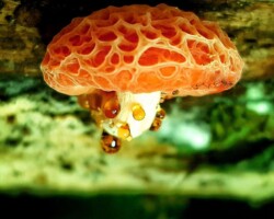 1st Place Pictorial A striking close-up of a Rhodotus palmatus (Wrinkled Peach Mushroom) with its textured, peach-colored cap and white stem, oozing amber droplets. The vibrant fungus is growing on decaying wood against a lush, blurred green background, highlighting its unique and gelatinous surface.