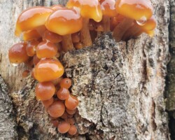 2nd Place Pictorial A vibrant cluster of glossy orange mushrooms (Flammulina velutipes) emerges from the textured bark of a tree, their smooth caps glistening with moisture. The image contrasts the fungi’s bright color against the rough, grayish-brown wood.