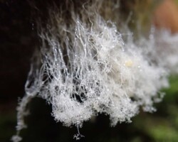3rd Place Pictorial Delicate strands of white mycelium cascade downward like intricate lace, captured in soft focus against a blurred natural background. The image highlights the fine, thread-like network fungi use to grow and spread underground.