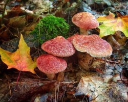 Pictoral Honorable Mention Cluster of Suillus pictus (Painted Slipperycap) mushrooms with red, textured caps growing on a damp forest floor among colorful autumn leaves and moss. The vivid contrast between the mushrooms and surrounding foliage enhances the seasonal woodland setting.