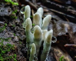 Pictoral Honorable Mention Cluster of Xylaria hypoxylon (Carbon Antlers) emerging from decaying wood, with translucent white tips and water droplets clinging to the fungi. Surrounded by moss and forest floor debris, the lighting highlights the eerie, glowing appearance of the fungi.