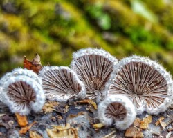 1st Place Scientific/Technical (1of 4) Cluster of Schizophyllum commune (Split Gill Fungus) with white, fuzzy caps and prominently fanned gills. The fungi are growing from a textured log, surrounded by scattered leaves and framed by a vibrant, mossy green background in soft focus.