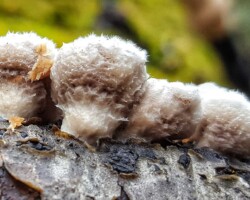 1st Place Scientific/Technical (2 of 4) Cluster of young Schizophyllum commune (Split Gill Fungus) emerging from a decaying log. The caps are densely covered in white, fuzzy hairs, giving a cottony appearance. The rich texture contrasts with the dark, wet bark and vibrant green-yellow hues in the soft-focus forest background.