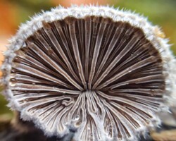 1st Place Scientific/Technical (3 of 4) Detailed view of the underside of Schizophyllum commune (Split Gill Fungus), displaying the split, fan-like gills arranged in a radial pattern. Dewdrops cling to the edges of the white, hairy cap, enhancing the texture and contrast of the dark gill surface. A softly blurred background adds depth to the macro perspective.