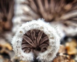 1st Place Scientific/Technical (4 of 4) Close-up view of Schizophyllum commune (Split Gill Fungus), showing its fuzzy, white outer surface and distinctive split gills underneath. The radial gill structure and fine hair-like texture are prominently displayed, with a softly blurred background highlighting the fungal detail.