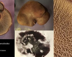 2nd Place Scientific/Technical Four-panel collage showing various views of Boletinellus merulioides (Ash Bolete), including the cap underside with distinctive reticulated pores, a top view of the cap, a close-up of the spore-bearing surface, and a spore print on white paper. Labeled with both scientific and common names.