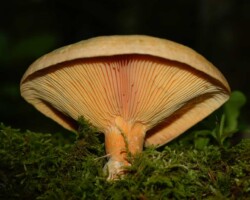 3rd Place Scientific/Technical (1 of 4) Mature Lactarius deceptivus (Orange Latex Milky) mushroom with a pale orange cap and closely spaced peach-colored gills, growing from a bed of moss against a dark forest background. The stalk shows slight bruising where latex has exuded.