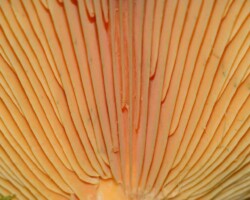 3rd Place Scientific/Technical (2 of 4) Close-up of the gills of a Lactarius deceptivus mushroom (Orange Latex Milky), showing pale peach-colored ridges with fine textural details and faint greenish spots. The tight framing emphasizes the symmetry and pattern of the gill structure as it radiates from the stipe, with a hint of moss in the bottom corner.