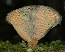 3rd Place Scientific/Technical (3 of 4) A mature Lactarius deceptivus mushroom (Orange Latex Milky) with faded peach and bluish tones on its gills, shown from below to highlight the spacing and aging of the gill structure. The cap is still mostly intact, and the mushroom sits atop mossy forest ground with a blurred dark background.