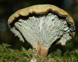 3rd Place Scientific/Technical (4 of 4) A decaying Lactarius deceptivus mushroom (Orange Latex Milky) with a dry, cracked cap and prominent gills, captured from below to show the gill structure and aging process. Mossy ground and blurred forest background suggest its natural woodland habitat.