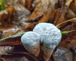 Scientific Honorable Mention (1 of 4) Two young Hydnellum caeruleum (Blue-Green Hydnellum) mushrooms emerging from leaf litter. Their caps are pale blue with a frosty texture, and the stems are covered in short, brown spines. Blurred forest floor in the background.