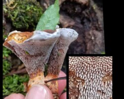 Scientific Honorable Mention - (2 of 4) Close-up of a Hydnellum caeruleum (Blue-Green Hydnellum) mushroom held by hand, showing its spiny underside in sharp detail. A magnified inset highlights the elongated, tooth-like spines. The cap is bluish-gray with a pale edge, and a leaf rests atop it. The background shows forest floor and mossy wood.