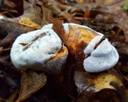 Scientific Honorable Mention (3 of 4) Two young Hydnellum caeruleum (Blue-Green Hydnellum) mushrooms with pale blue-gray caps and cracked brown centers emerge through a bed of fallen oak leaves. Their dense, cushion-like form contrasts with the sharp debris around them. A partial view of their spiny underside is visible, and bits of leaves and twigs rest on top, blending them seamlessly into the forest floor.