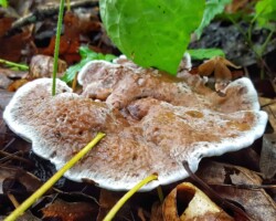 Scientific Honorable Mention (4 of 4) A large, tan Hydnellum caeruleum (Blue-Green Hydnellum) fruiting body with a thick, wavy cap and white margin rests on a damp forest floor. The surface appears velvety and slightly cracked, surrounded by decaying leaves, pine needles, and green foliage. The mushroom’s top is dimpled and uneven, showcasing its irregular shape and earthy coloring.