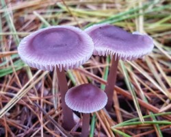 Scientific Honorable Mention (1 of 4) Three violet-capped Mycena pura (Lilac Bonnet) mushrooms emerge from a forest floor layered with pine needles. The caps have a soft, velvety texture with finely striated, white gills underneath. The mushrooms vary slightly in size and lean at different angles, giving a sense of natural clustering and growth.