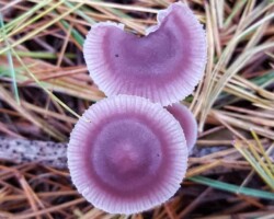 Scientific Honorable Mention (2 of 4) Two lilac-colored Mycena pura mushrooms with pleated caps grow closely together on a forest floor covered in dry pine needles. The top mushroom has a small bite or damage on its cap edge.