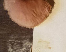 Scientific Honorable Mention (3 of 4) Top-down view of a Mycena pura (Lilac Bonnet) mushroom placed over black and white paper, displaying a contrasting spore print pattern radiating from the gills.
