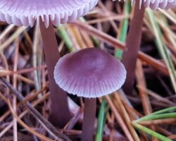 Scientific Honorable Mention (4 of 4) Close-up image of Mycena pura (Lilac Bonnet) mushrooms with smooth violet caps and pale gills, growing among pine needles on a forest floor.