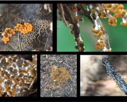 Scientific Honorable Mention A collage of close-up images showing various stages and textures of the slime mold *Diachea leucopodia*, including bright orange sporangia, delicate reticulated structures, and dark spore masses on natural forest debris.