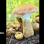 Close-up of a honey mushroom (Armillaria species) with a textured brown cap, pale gills, and thick stem, growing on a forest floor. Captioned “Honorable Mention Pictorial – Nadine Sehnert – P77 Honey of a Morning.”