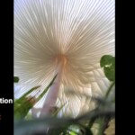 Close-up view from beneath an Angel Wings mushroom (Pleurocybella porrigens), showing its delicate, radiating white gills and slender stem, framed by green forest floor vegetation. Labeled “Honorable Mention Pictorial – Nadine Sehnert.”
