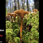 A cluster of golden-brown Craterellus tubaeformis mushrooms, also known as yellowfoot chanterelles, rising from a lush bed of green moss in a sunlit forest. The image, taken at ground level, highlights the funnel-shaped caps and slender stems. Labeled “Honorable Mention Pictorial – Marge Carr-Oxley.”