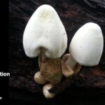 Two white, egg-shaped Tree Volvariella mushrooms (Volvariella bombycina) growing from dark, textured tree bark. Their smooth, velvety caps emerge from a tan, cup-like volva at the base. The entry is labeled “Honorable Mention Pictorial – Howard Goltz.”