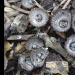 Cluster of bird’s nest fungi (Cyathus striatus) growing among wood chips and twigs. The small cup-shaped fruiting bodies have ribbed brown exteriors and smooth gray interiors containing several shiny, lens-shaped peridioles. The entry is labeled “5th Place Pictorial – Claudette Lamprecht.”