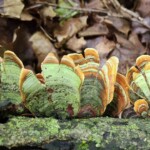 Cluster of brightly colored False Turkey Tail fungi (Stereum species) growing on a mossy log. The fan-shaped caps display vivid green centers with concentric orange, yellow, and brown bands. Fallen brown leaves form the background. The entry is labeled “4th Place Pictorial – Nadine Sehnert.”